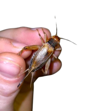 Crickets Grey, Black, Red